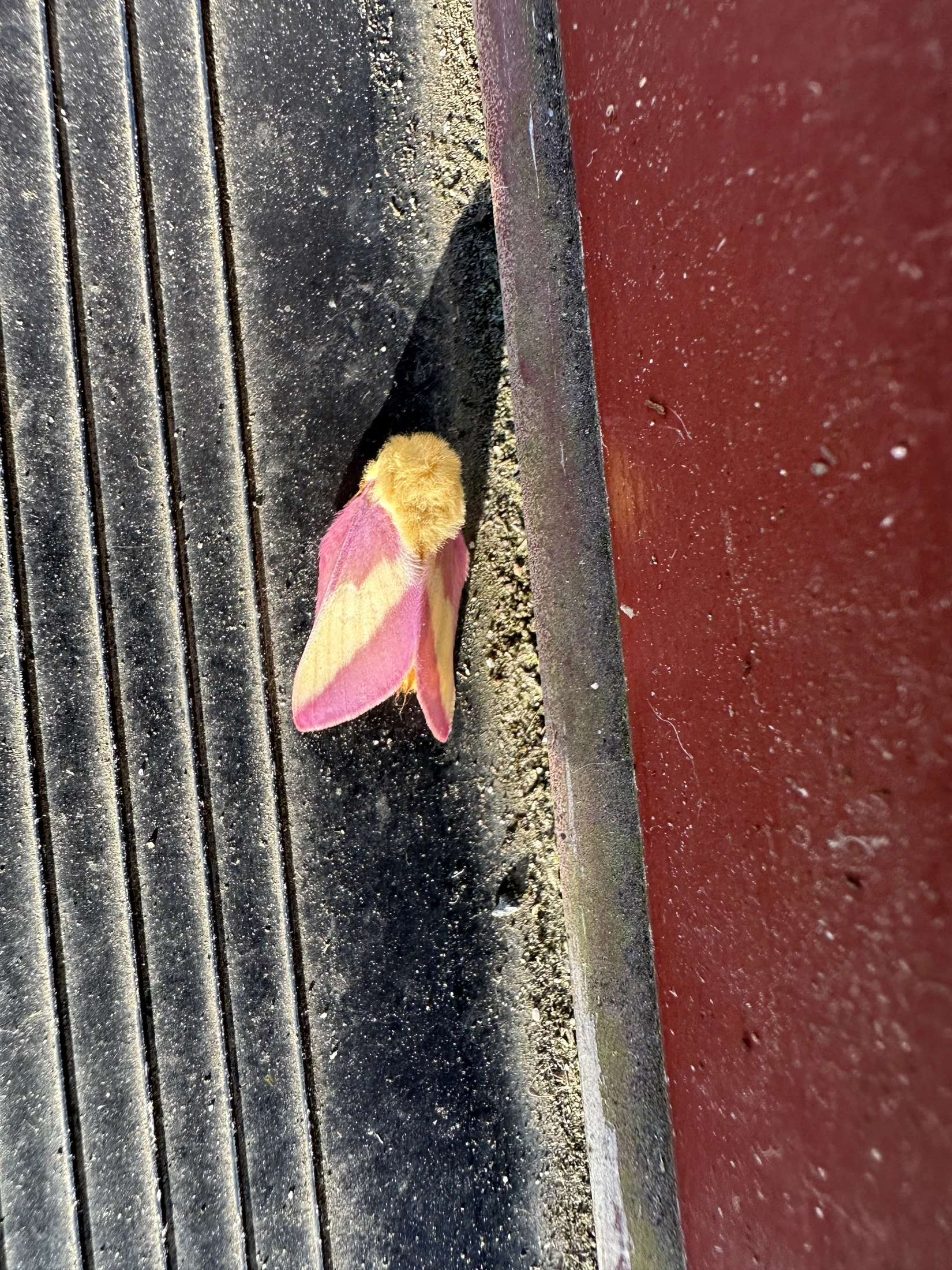 Rosy Maple Moth