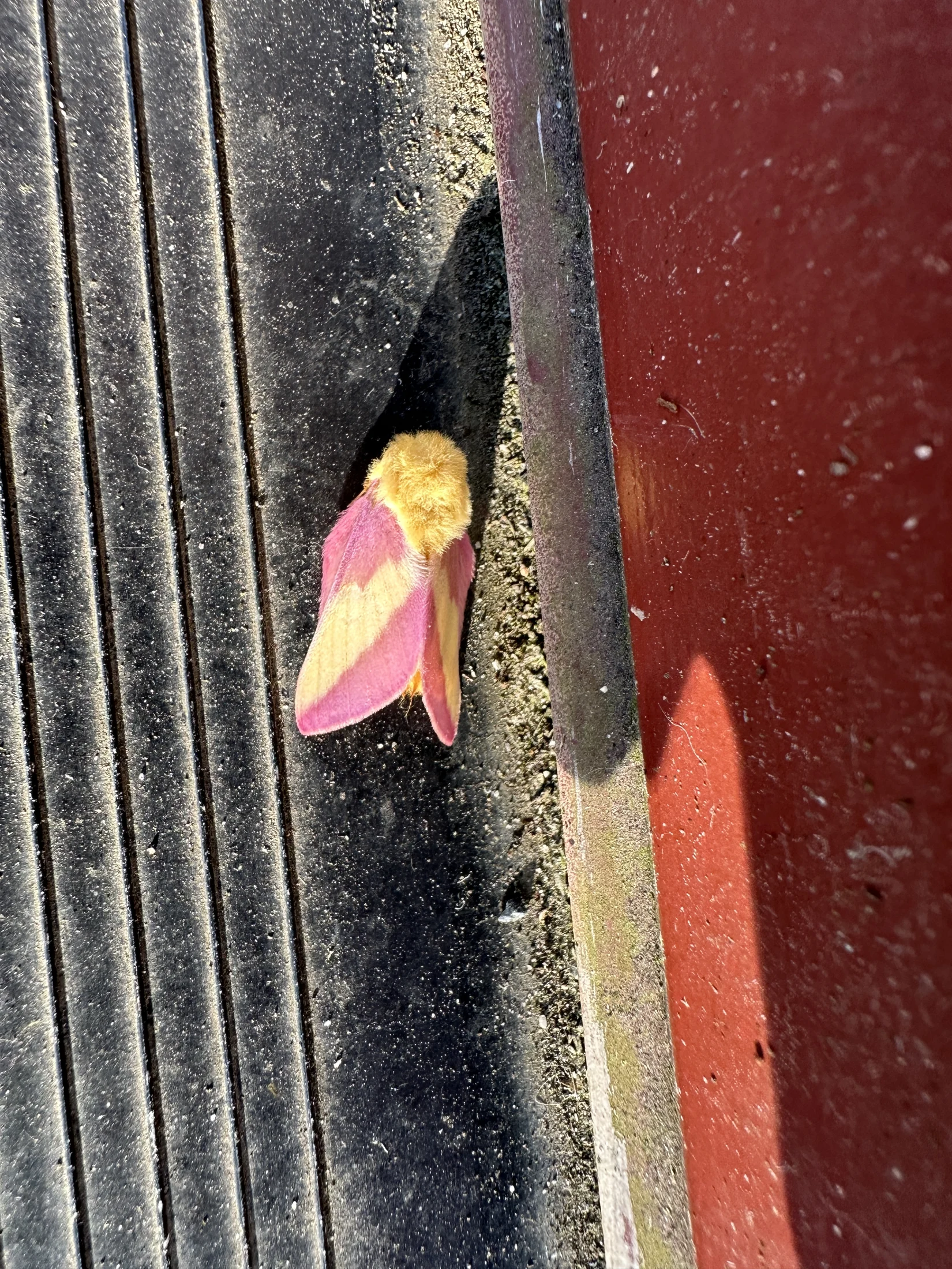 Rosy Maple Moth