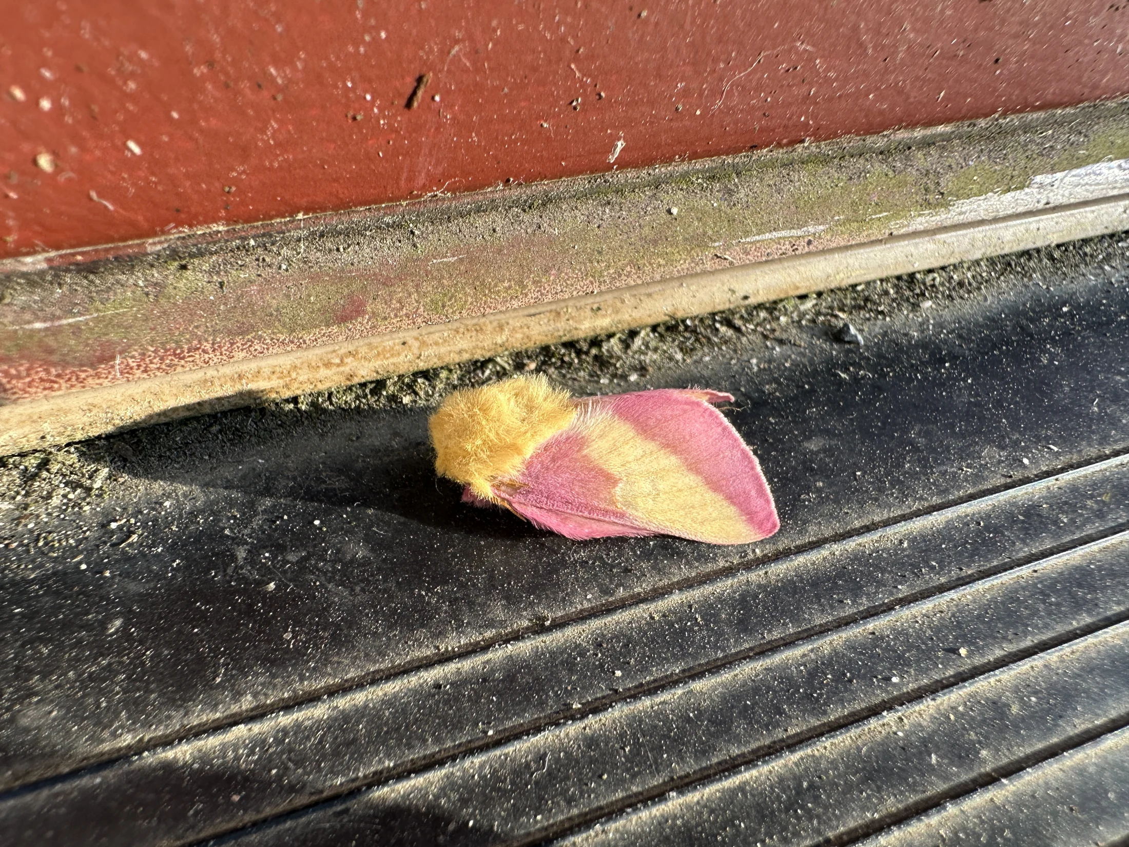 Rosy Maple Moth