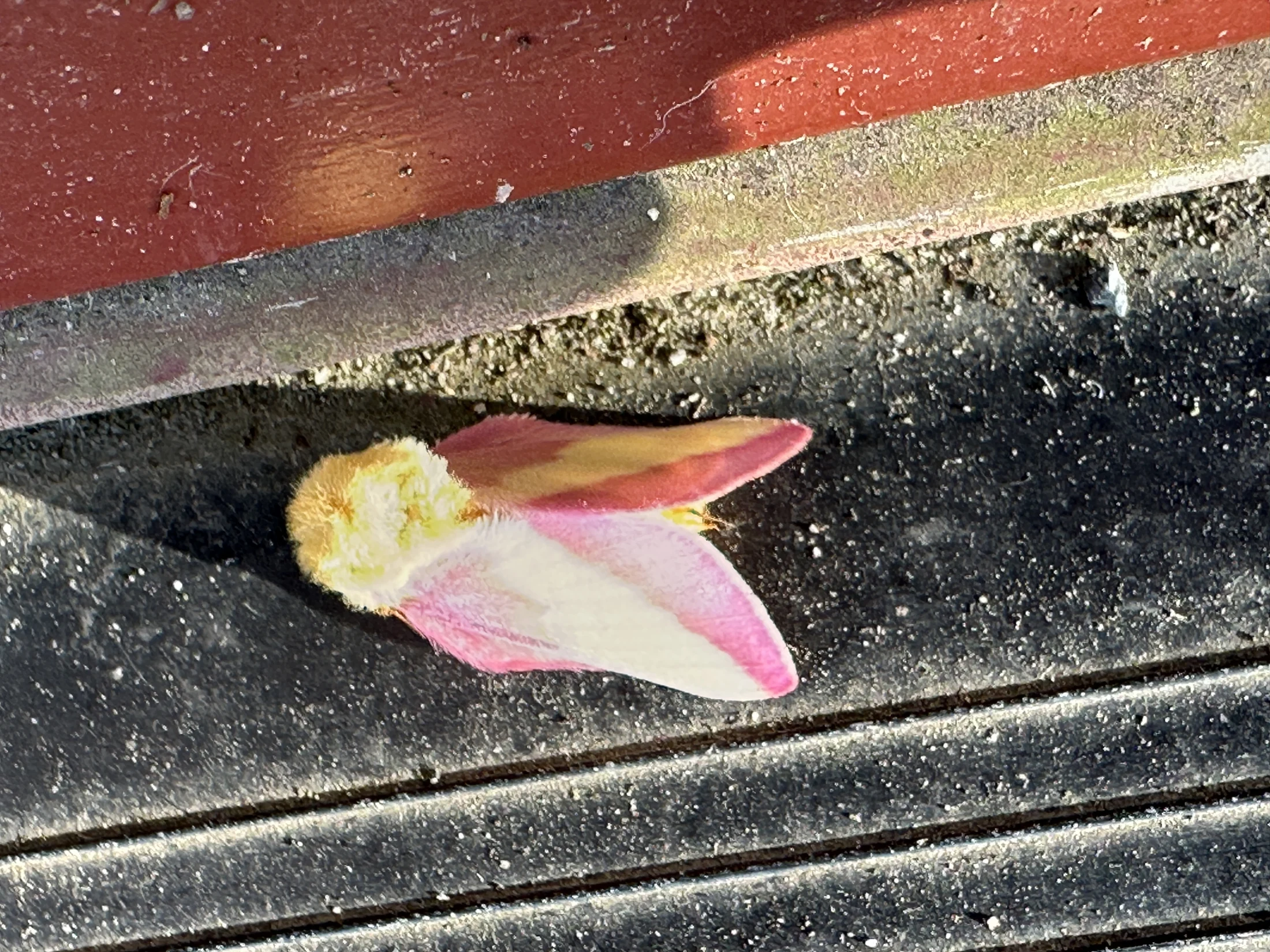Rosy Maple Moth