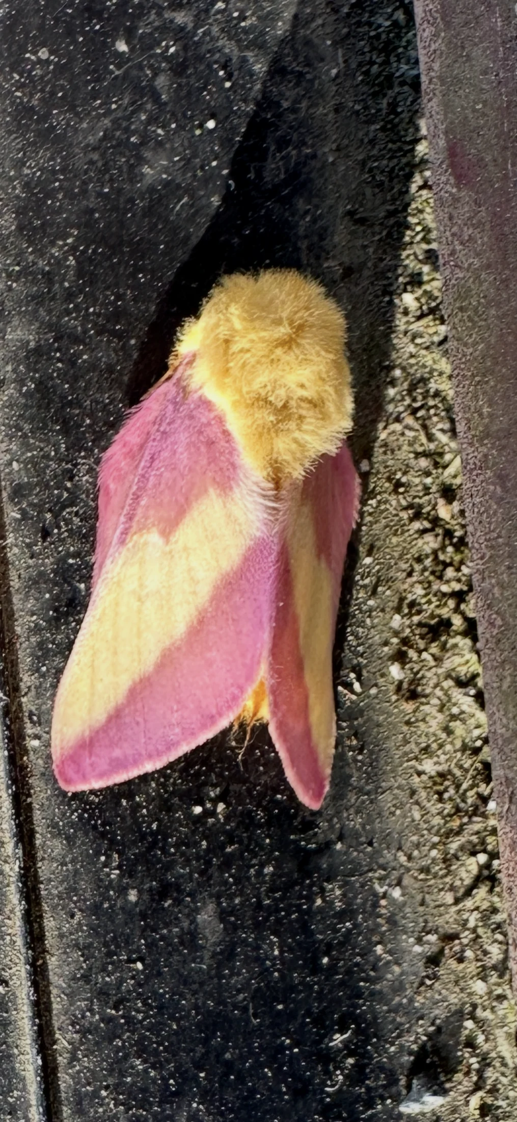 Rosy Maple Moth