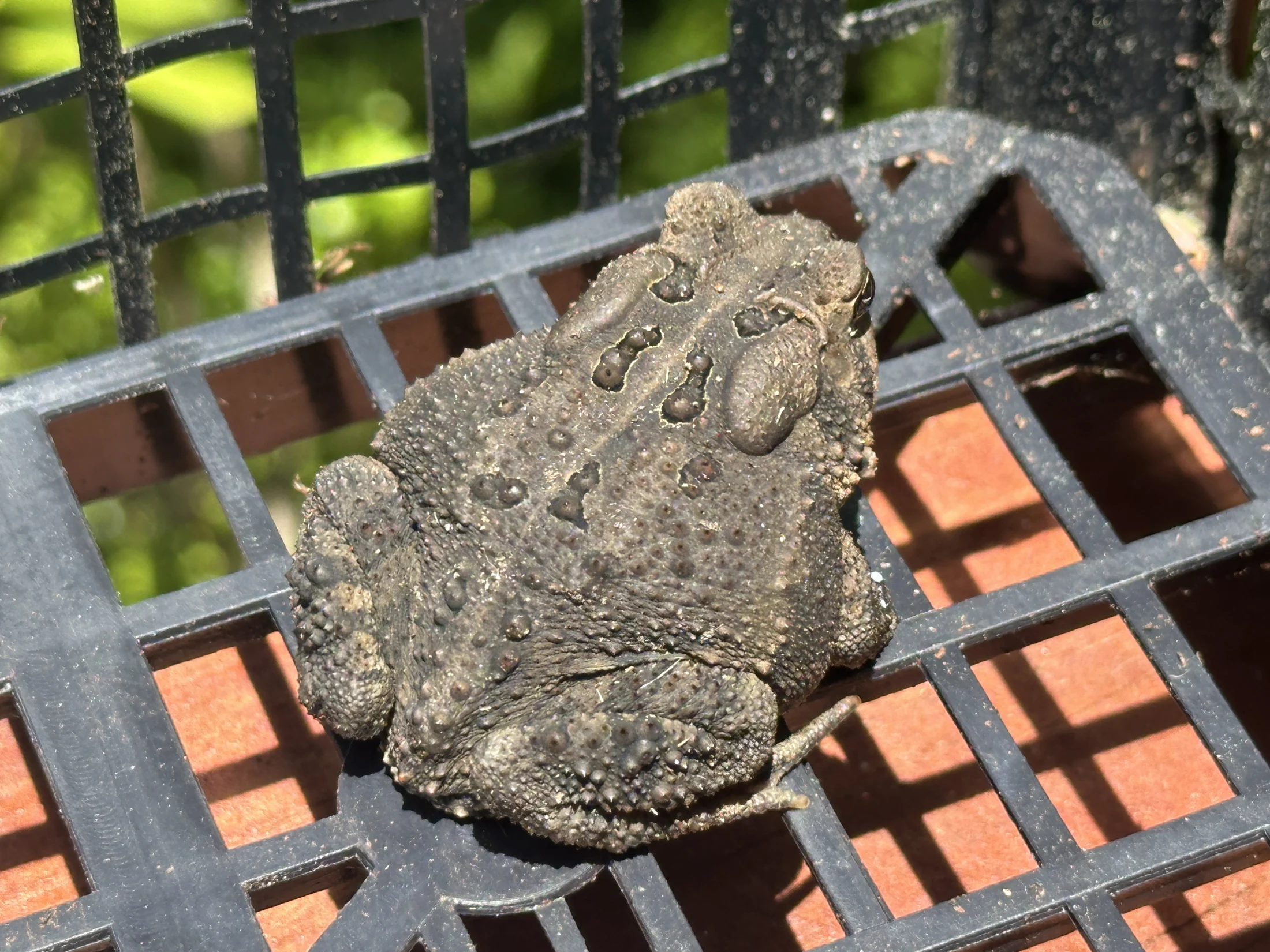 American Toad
