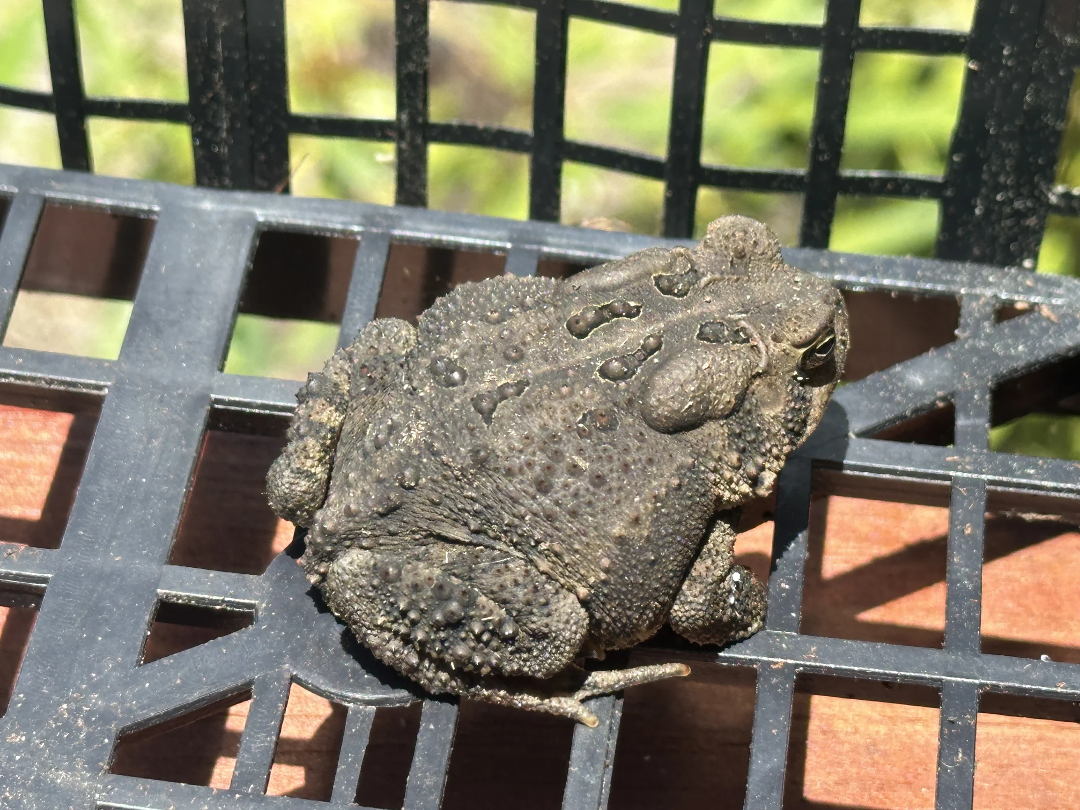 American Toad