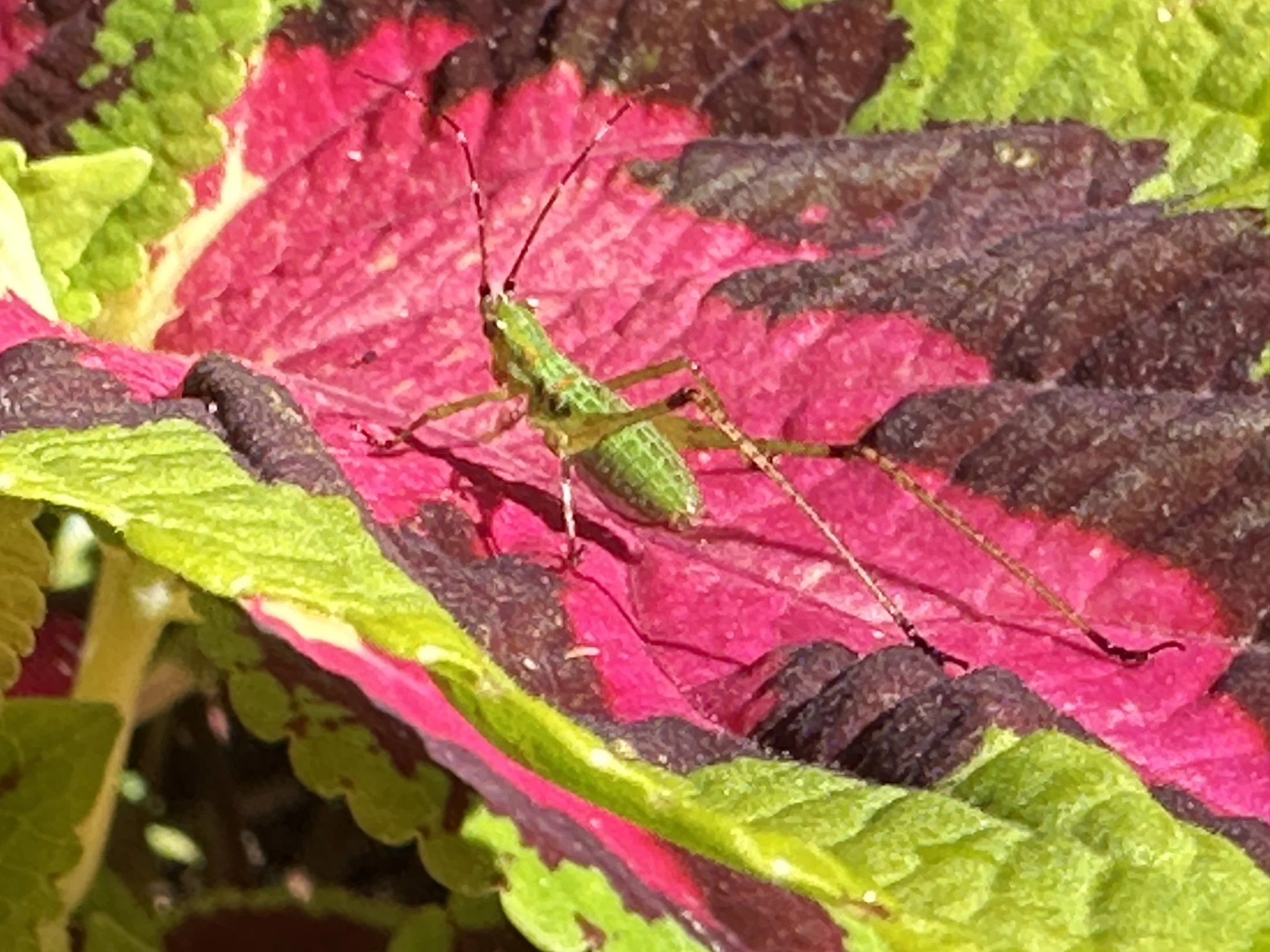 Praying Mantis