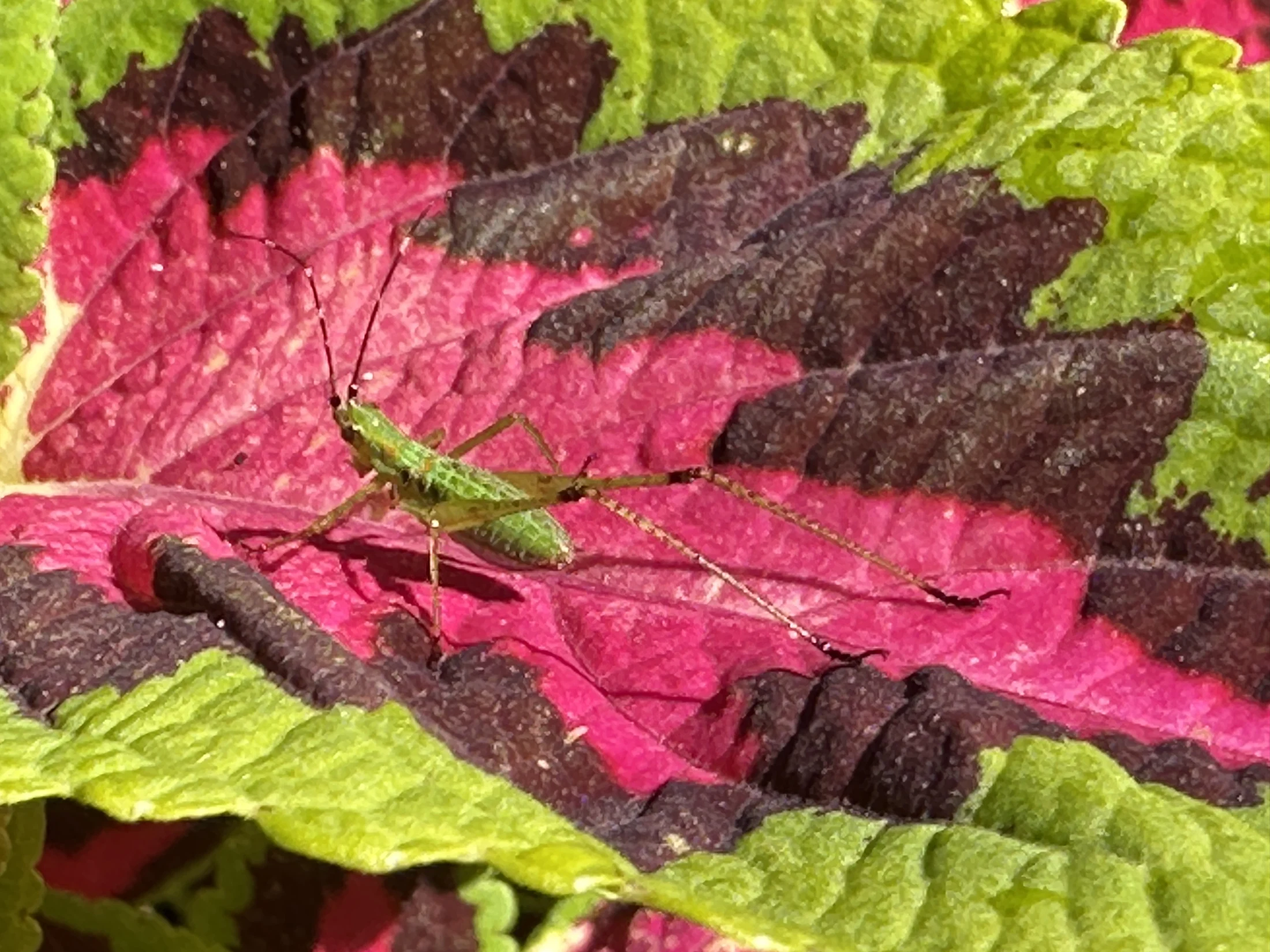Praying Mantis