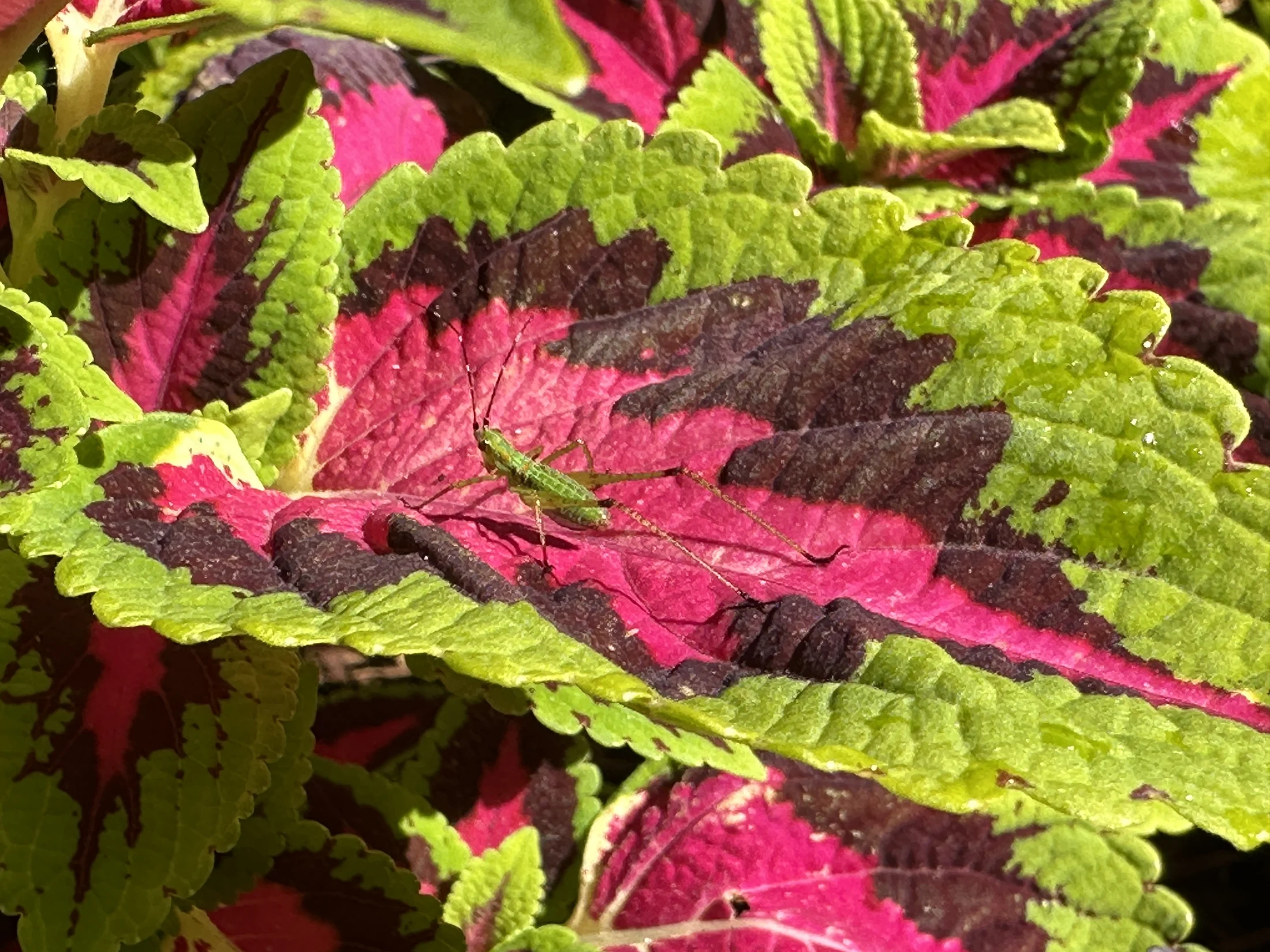 Praying Mantis