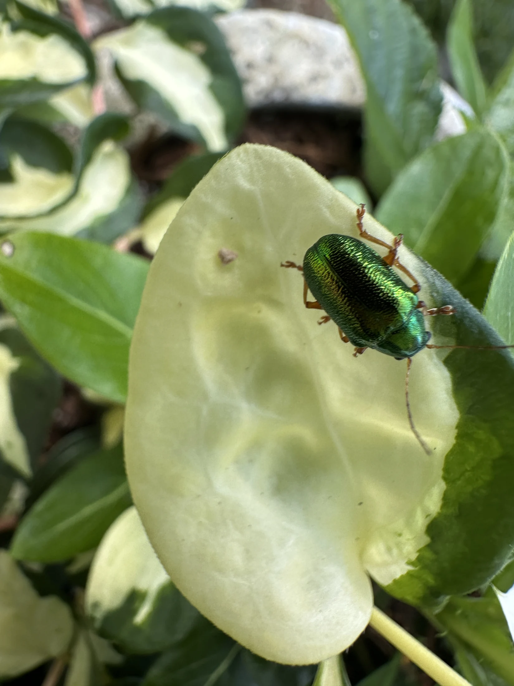 Japanese Beetle