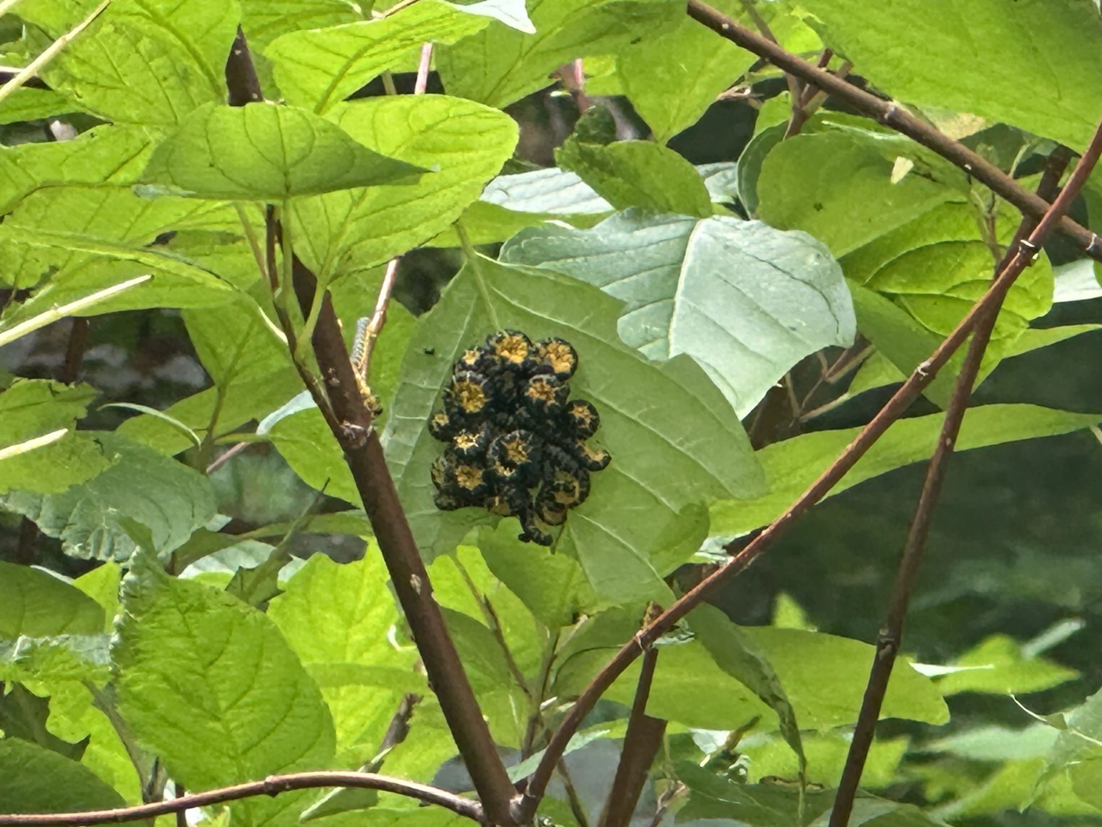 Clustered Caterpillars