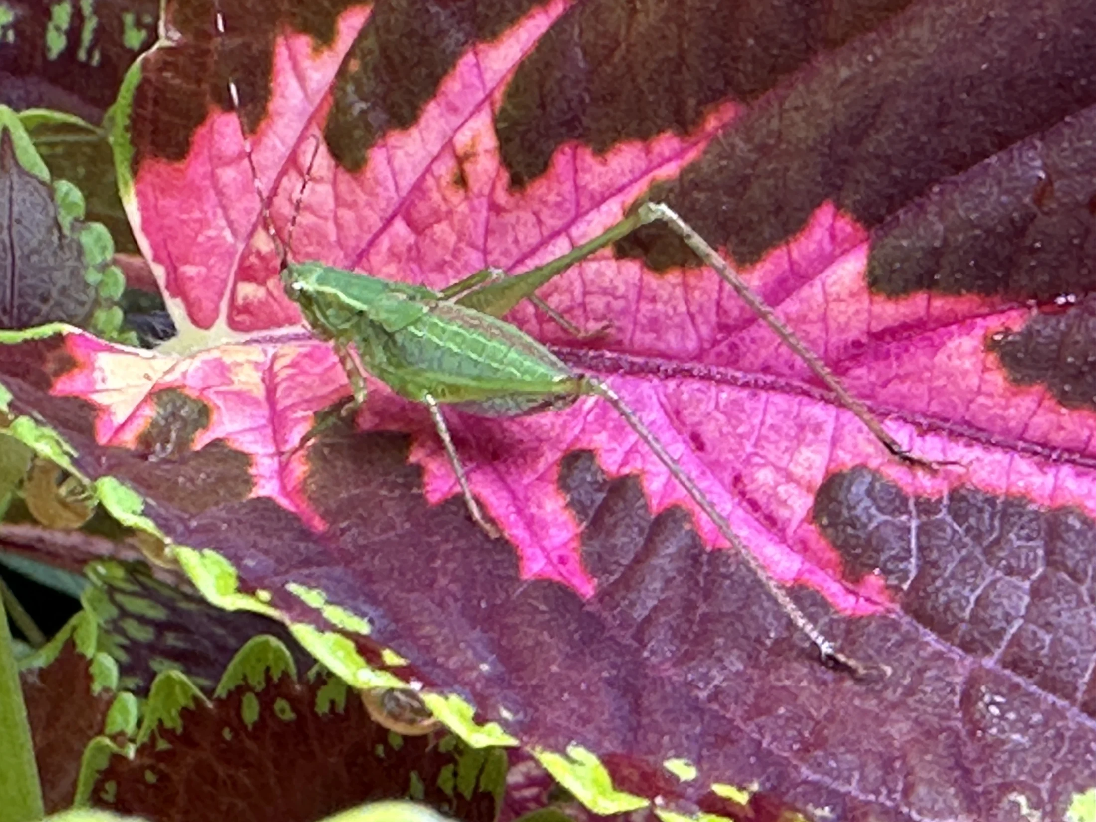 Praying Mantis