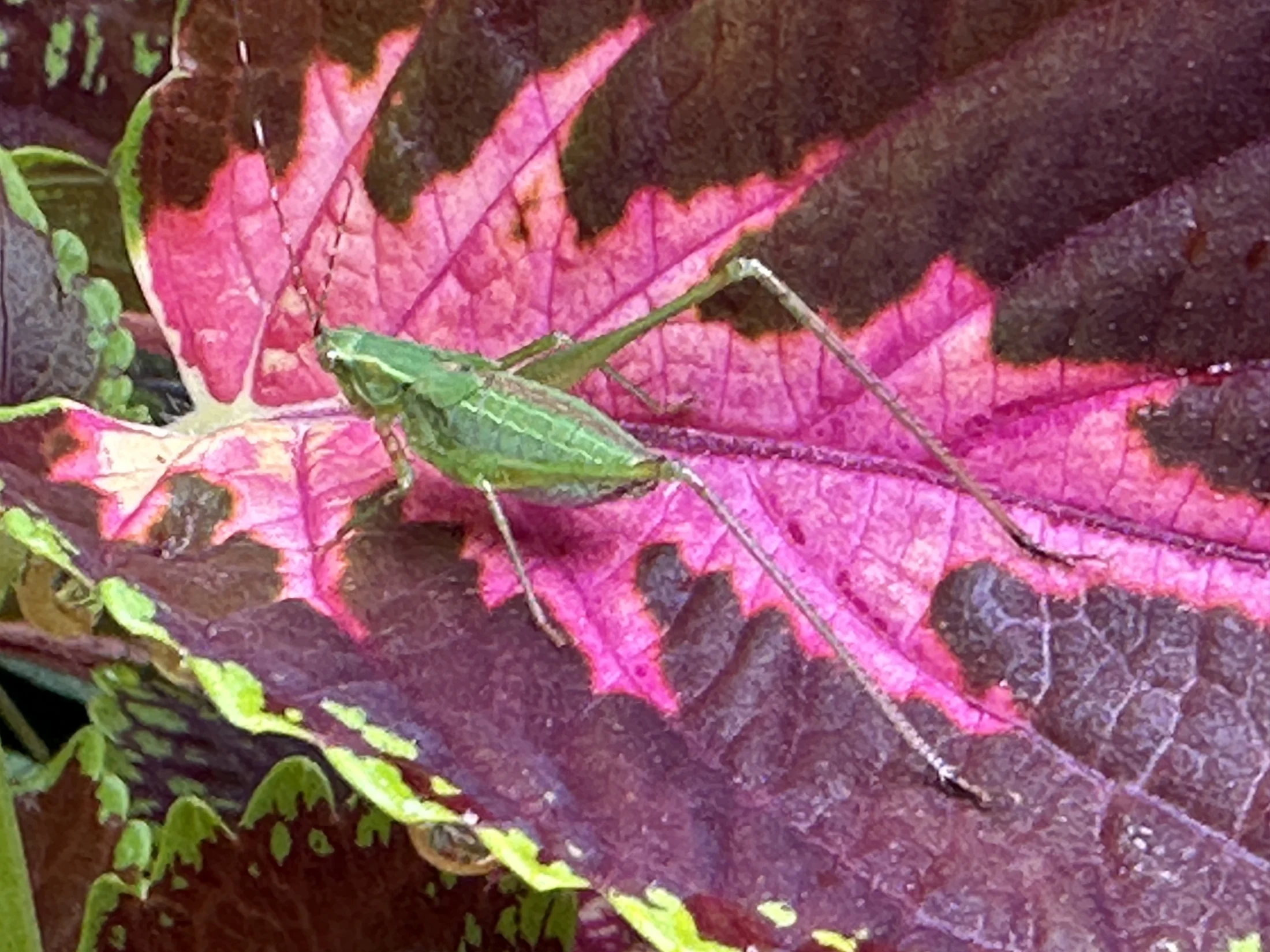 Praying Mantis