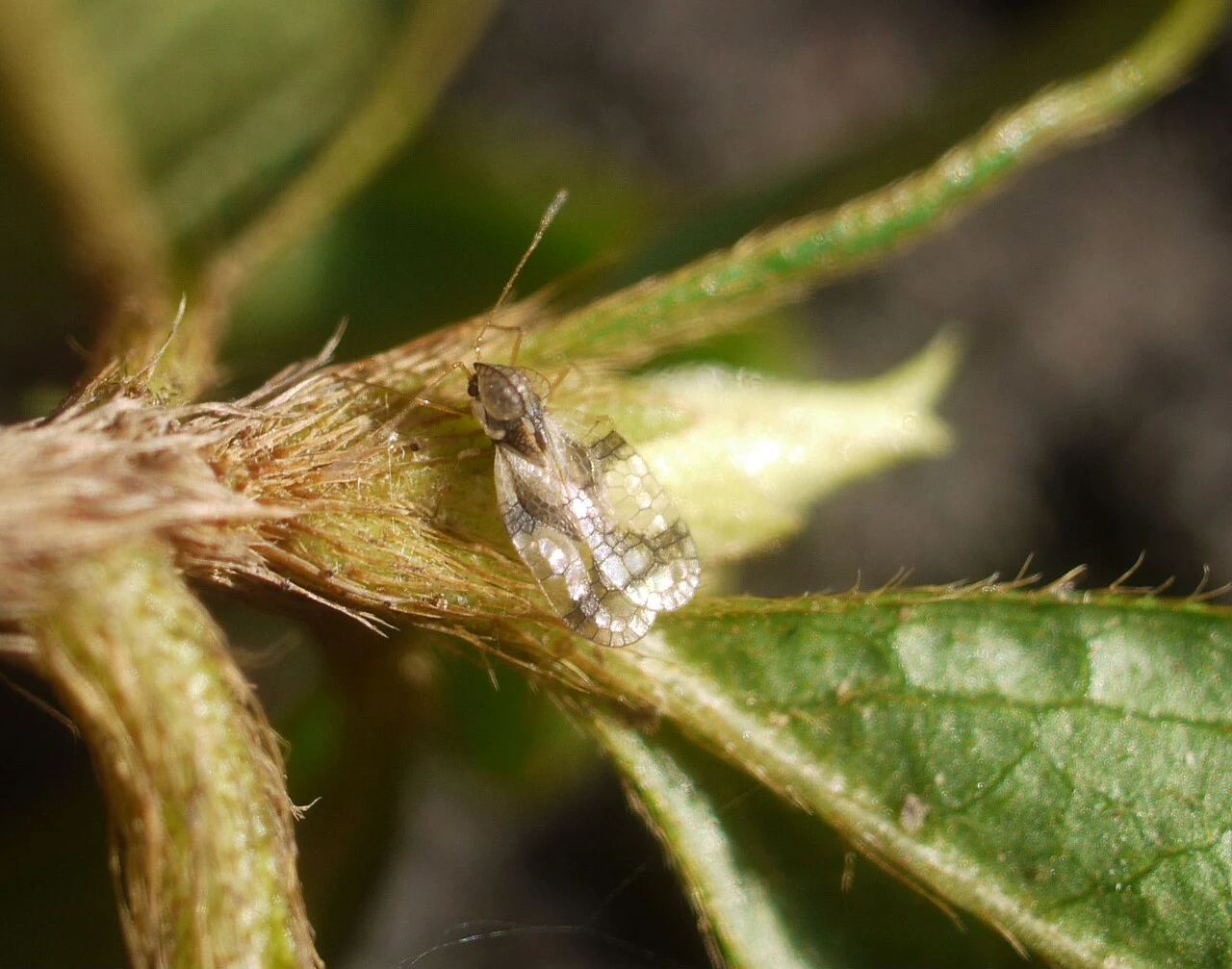 Azalea lace bug near a leaf edge