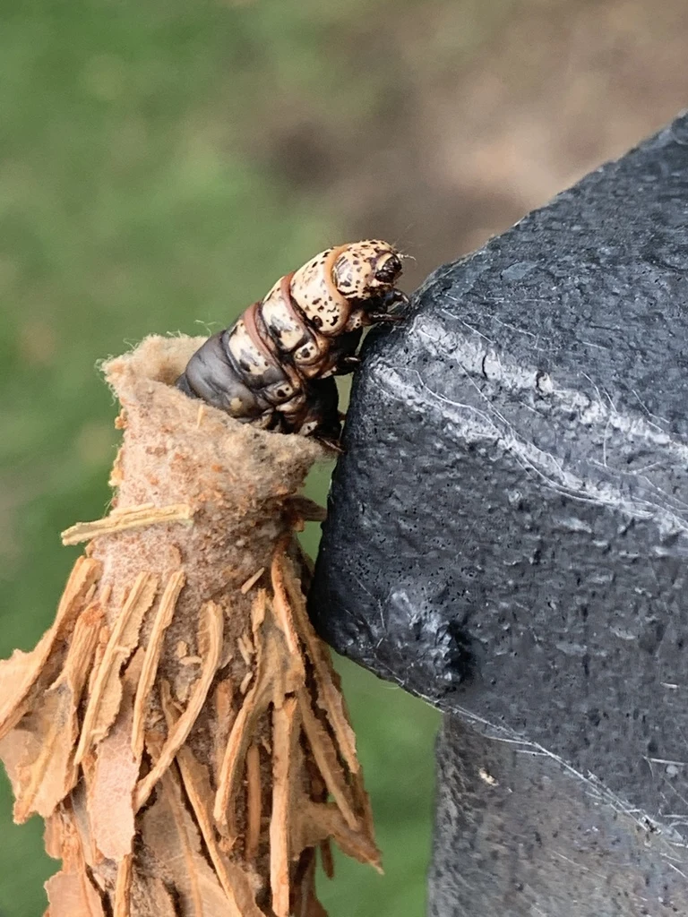 Bagworm extending from its plant-covered bag