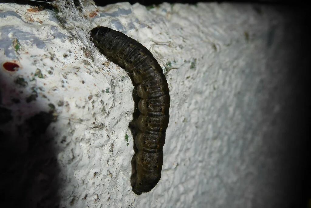 Black cutworm · dark caterpillar
