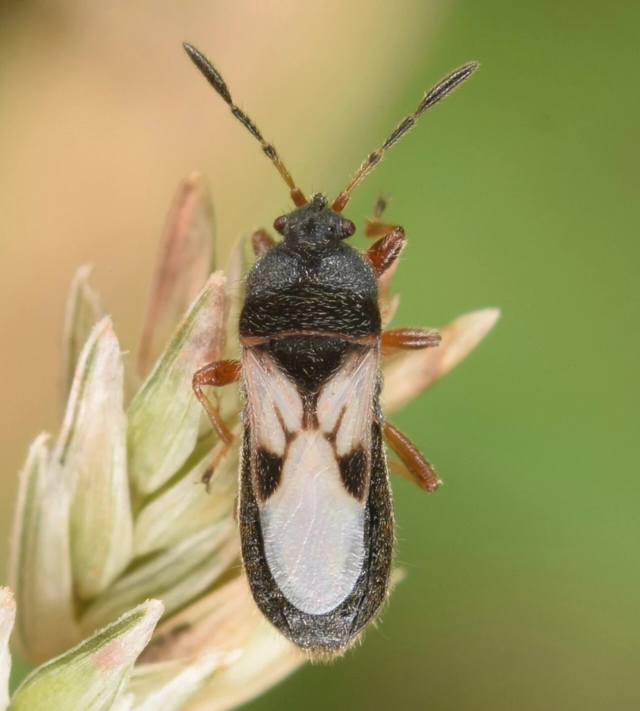Hairy chinch bug · a Blissus representative