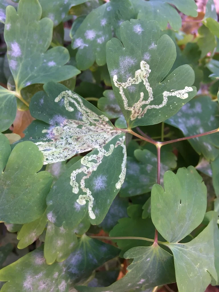 Winding leaf mines on columbine