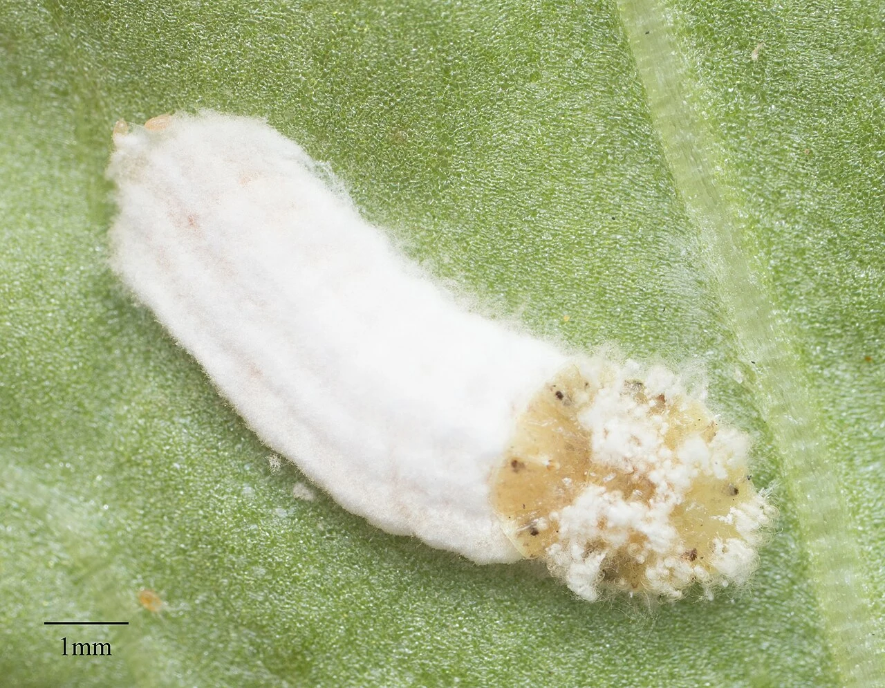 Cottony camellia scale with its long white egg sac