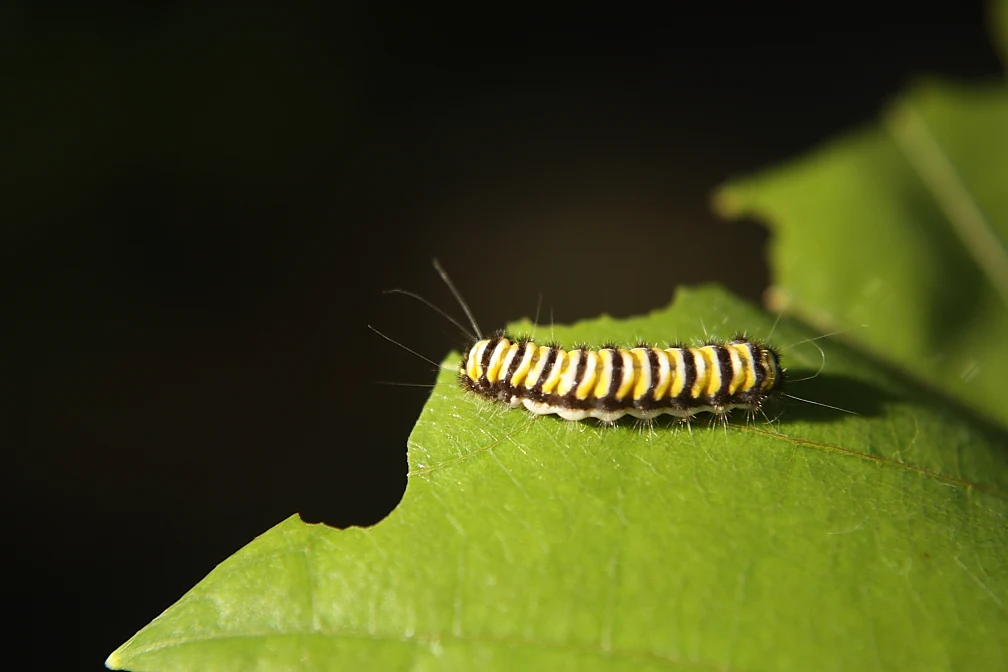 Grapeleaf skeletonizer larva on foliage