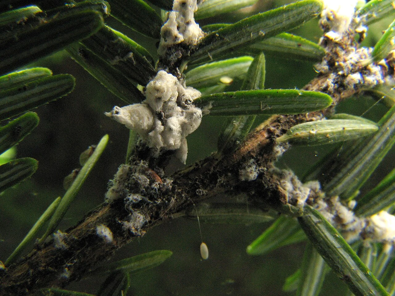 Hemlock woolly adelgid · white wool at twig and needle bases