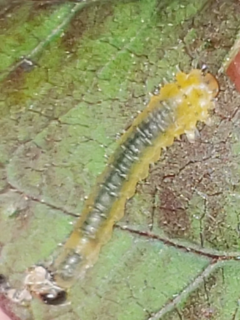 Hibiscus sawfly larva on a leaf underside