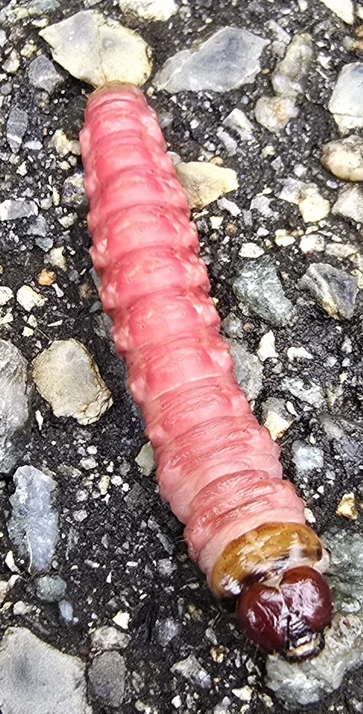 Iris borer · pink caterpillar with a brown head