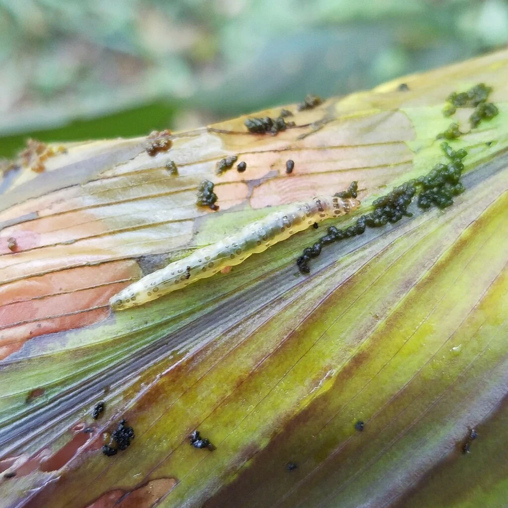 Canna leaf opened to reveal leafroller injury and debris