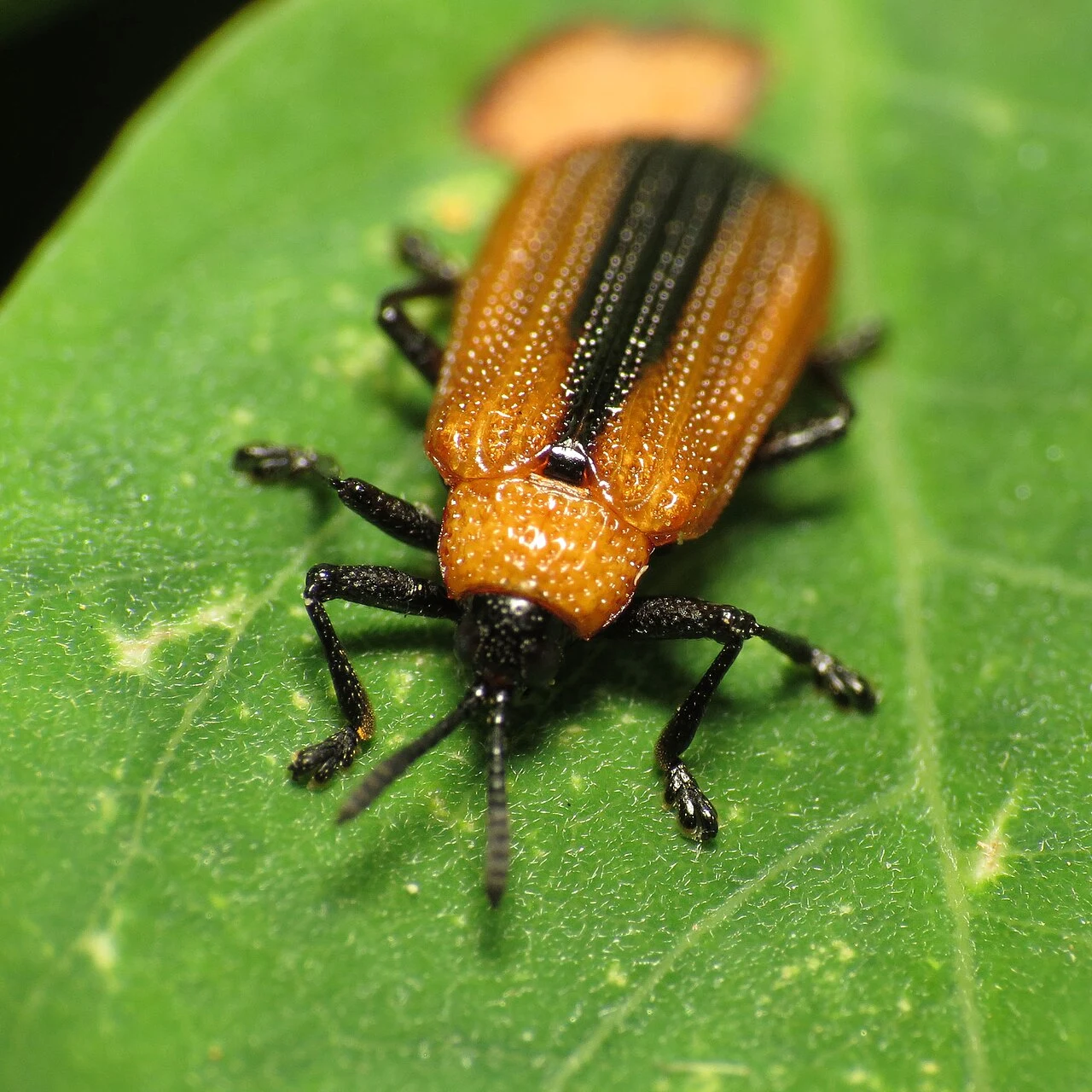 Locust leafminer · orange adult with a dark central stripe