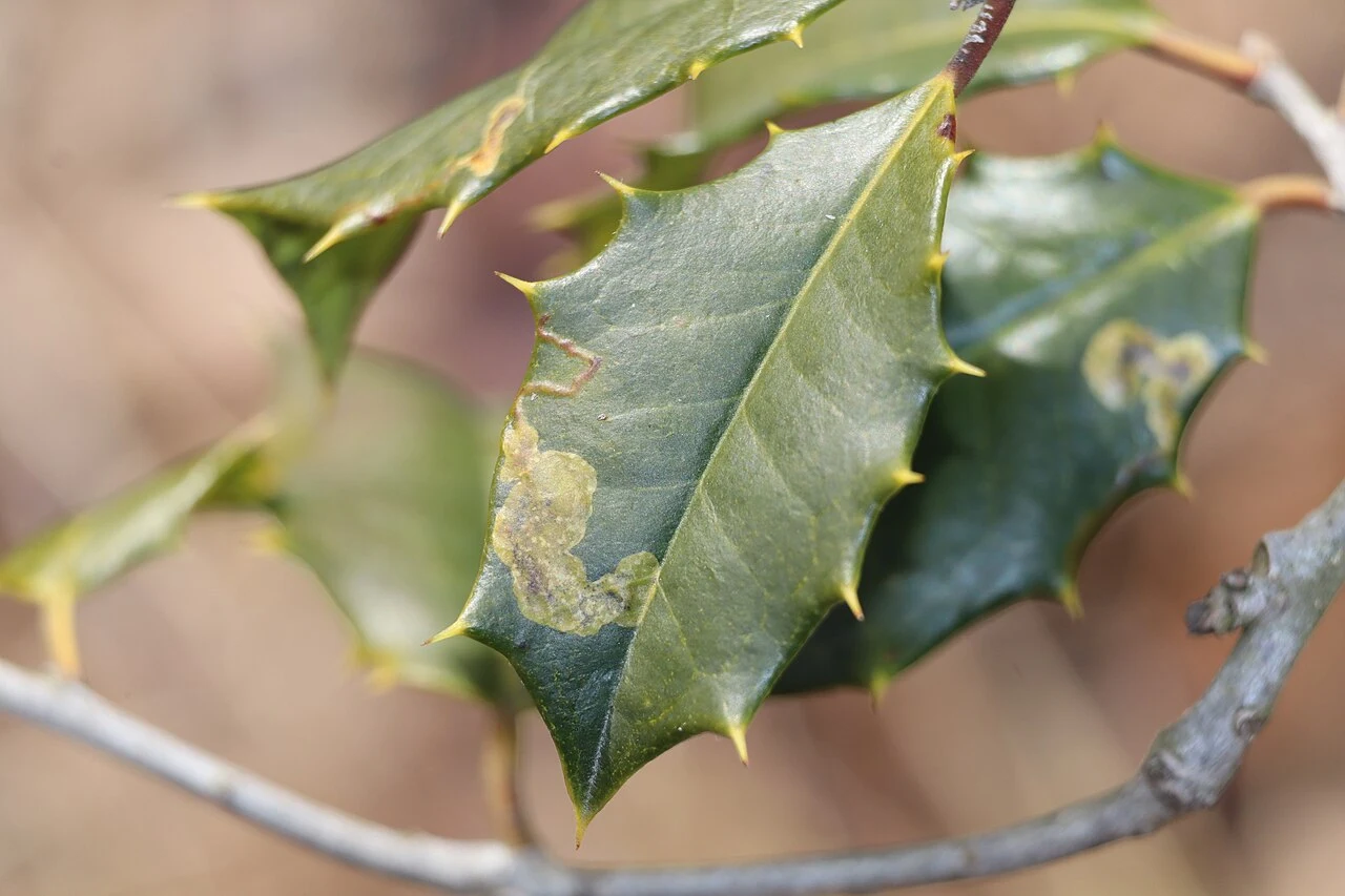 Native holly leafminer damage on American holly