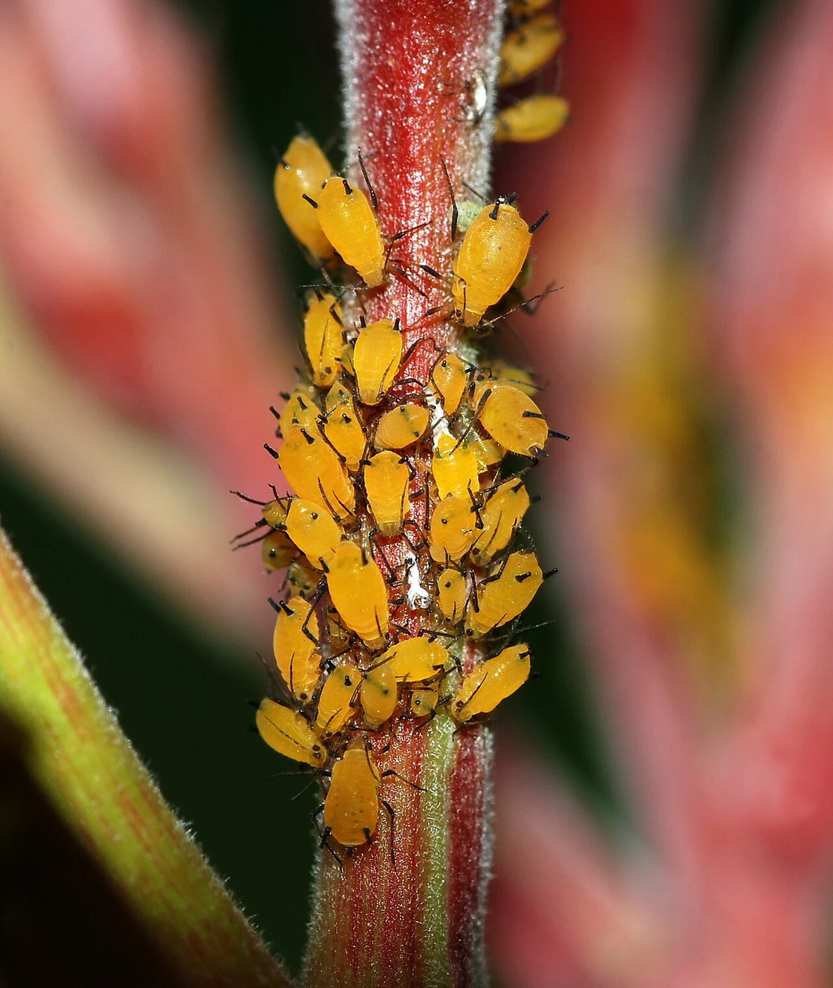 Oleander aphids · yellow colonies on a stem