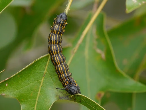 Orangestriped oakworm on a twig