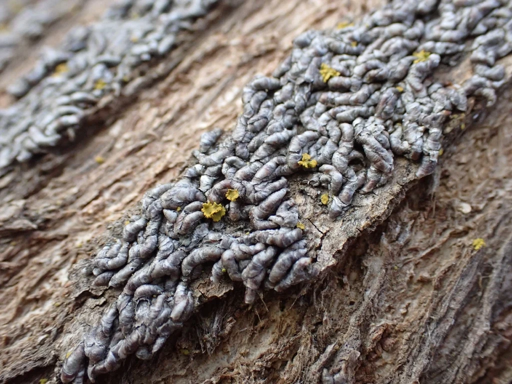 Oystershell scale covers crowded on bark