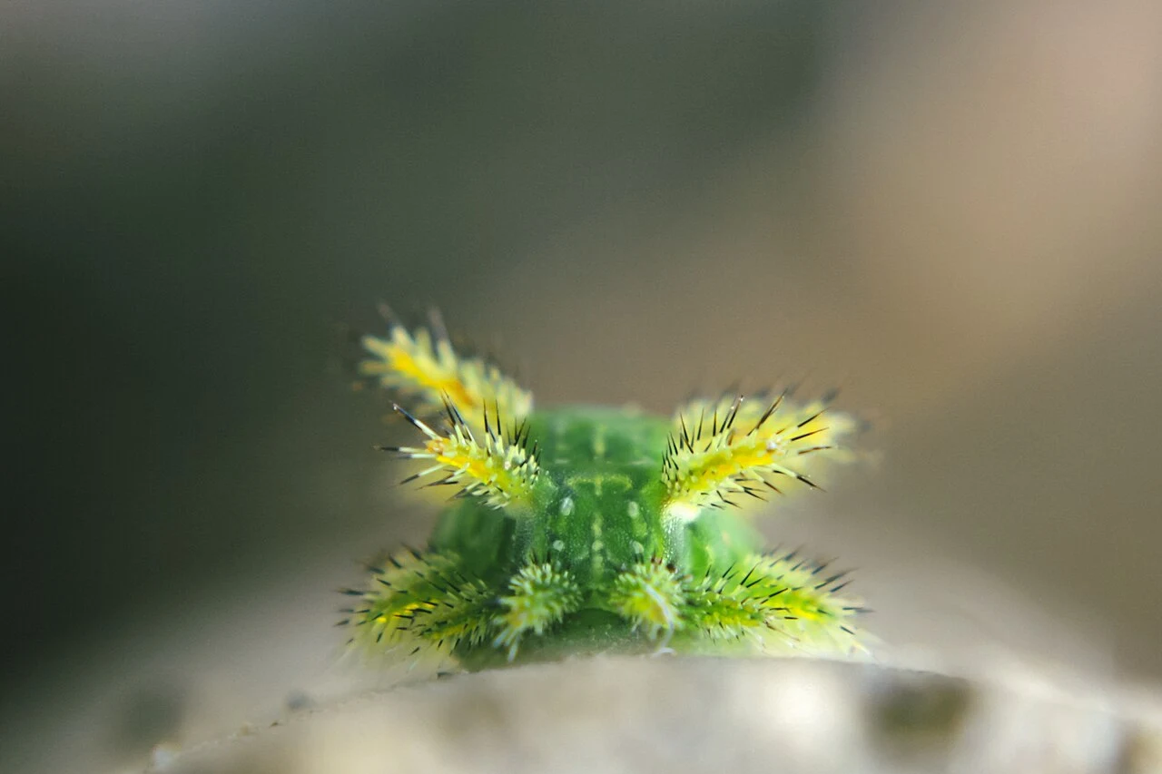 Spiny oakslug · caterpillar with branching spines