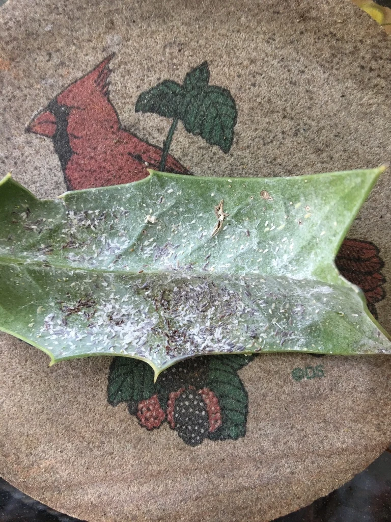 Tea scale covering a holly leaf underside