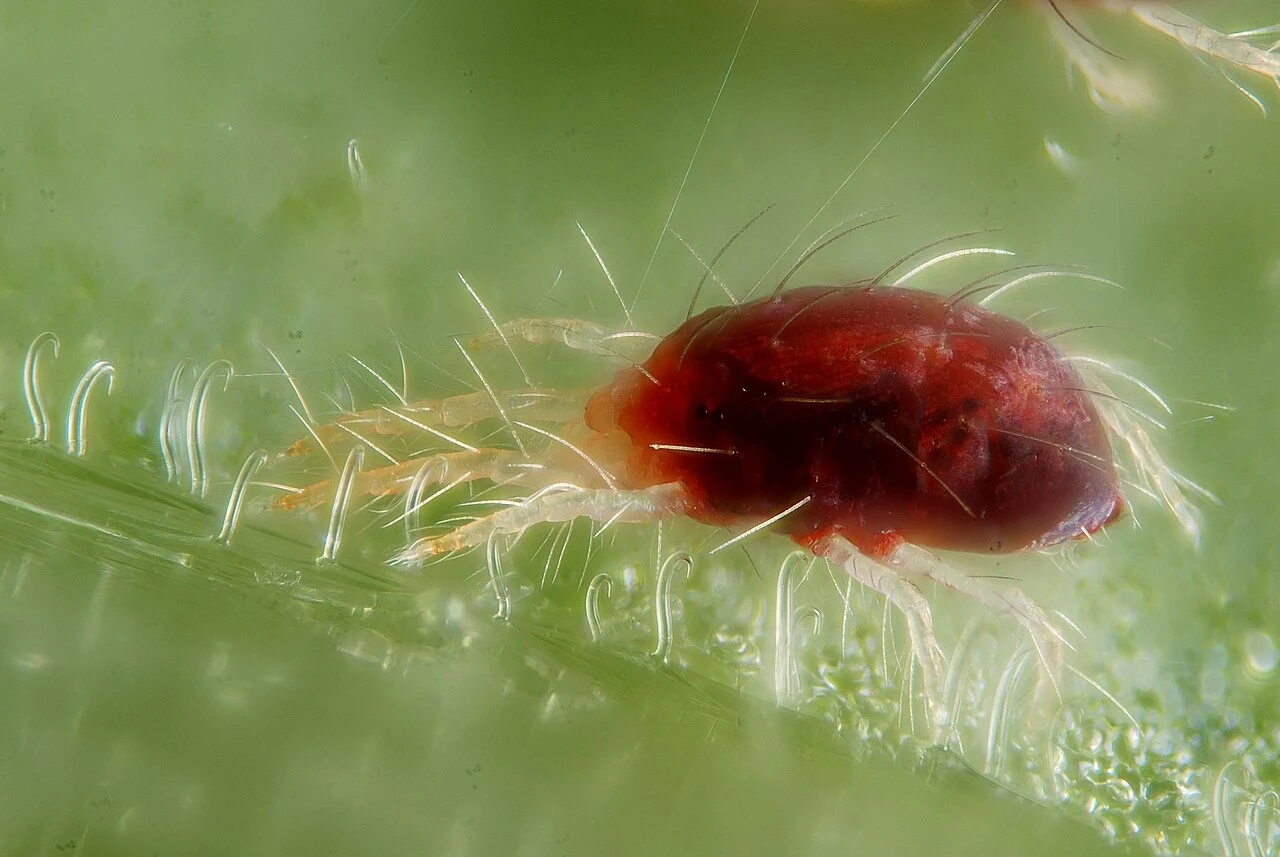 Twospotted spider mite · red form with fine silk
