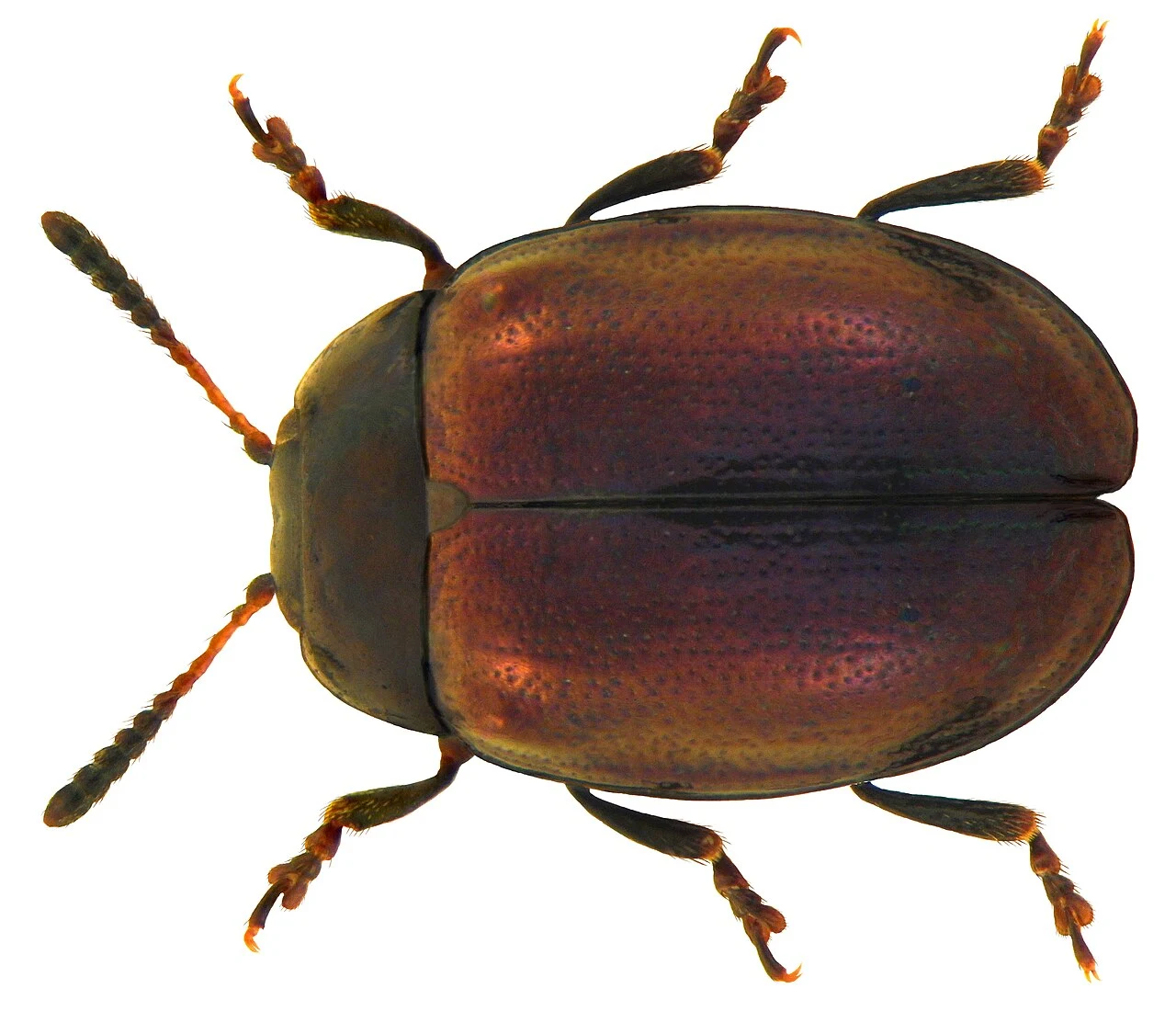 Imported willow leaf beetle · magnified adult