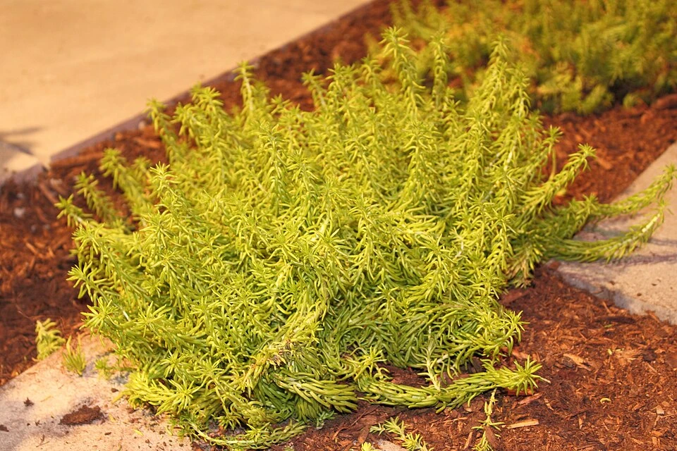 Sedum rupestre 'Angelina'.JPG