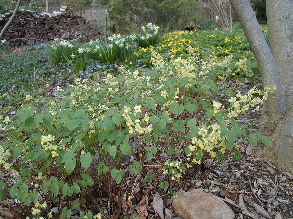Epimedium flowers cv1 -001.JPG