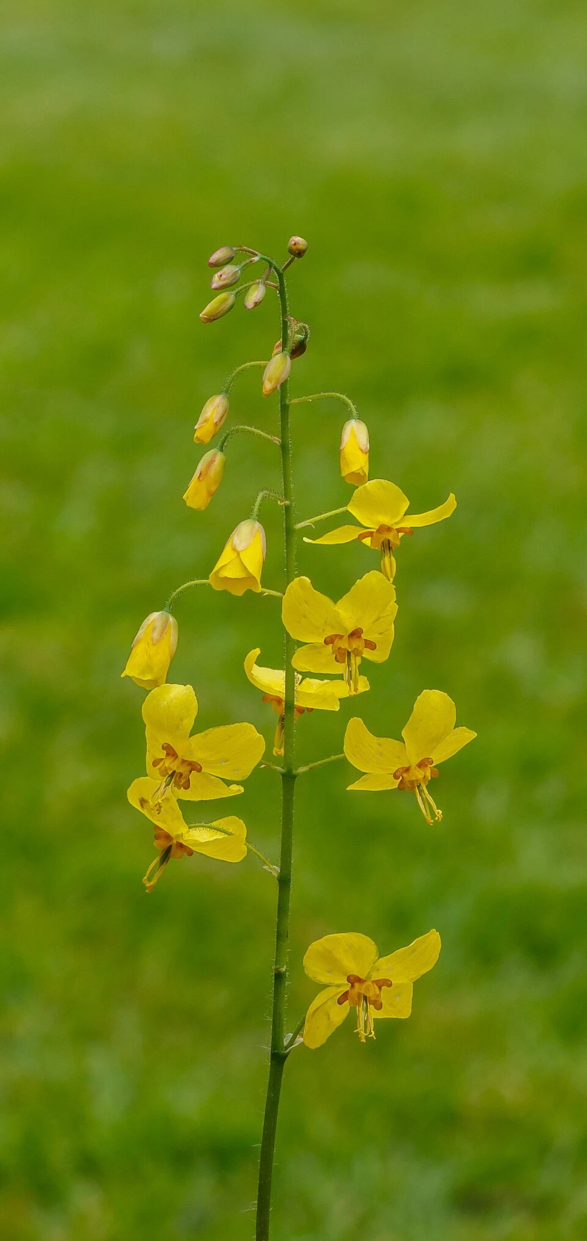 Bloemen en knoppen van elfenbloem (Epimedium perralchicum 'Frohnleiten'). Locatie, Tuinreservaat Jonkervallei.jpg