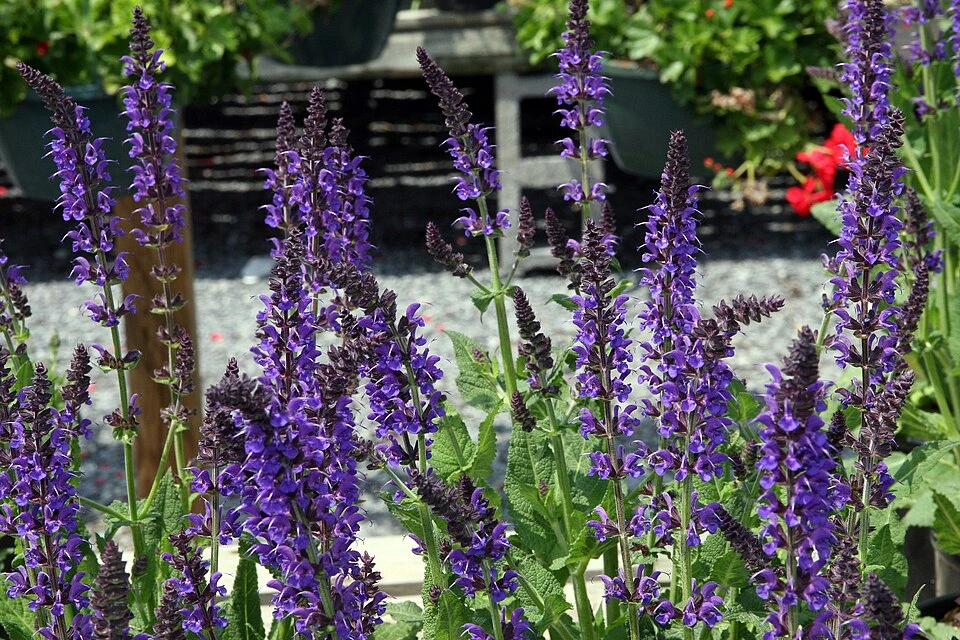Source-labeled named variety reference · Salvia nemerosa May Night 0zz