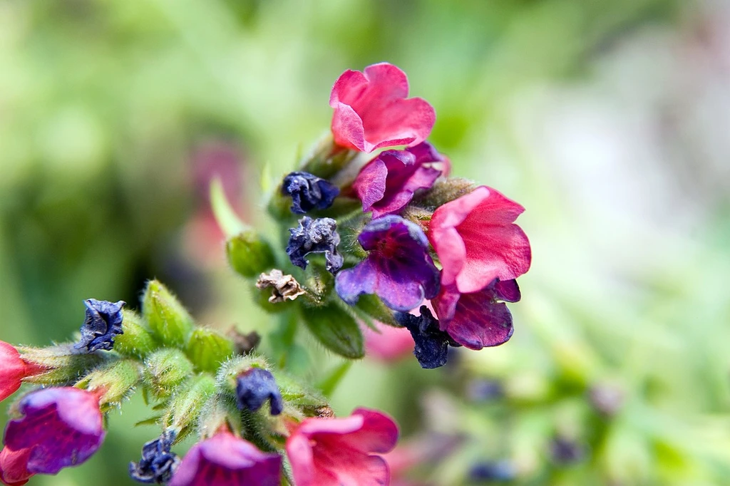 Identity comparison reference; nursery confirmation needed · Flowers
