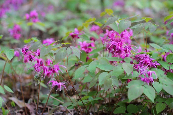 Epimedium Barrenwort