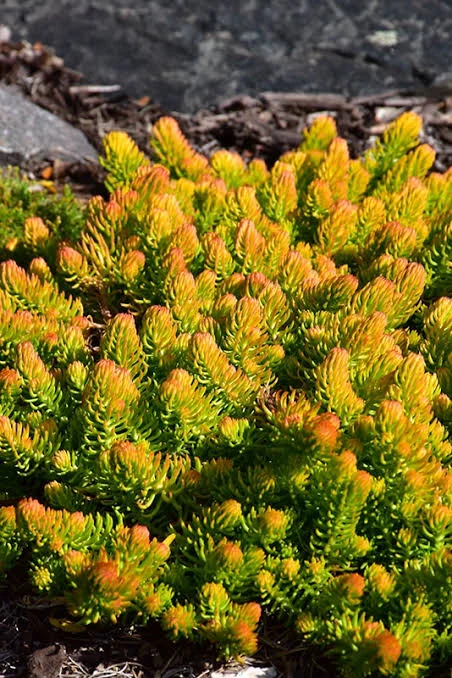 Sedum ‘Angelina’