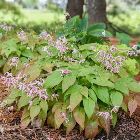 Epimedium