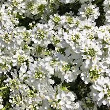 Candytuft