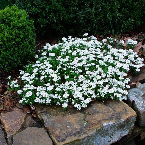 Candytuft (Iberis sempervirens)