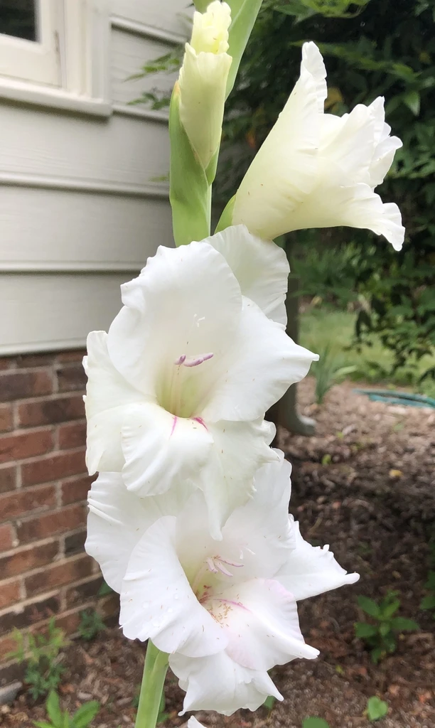 flower closeup, late spring, Wake County, NC
