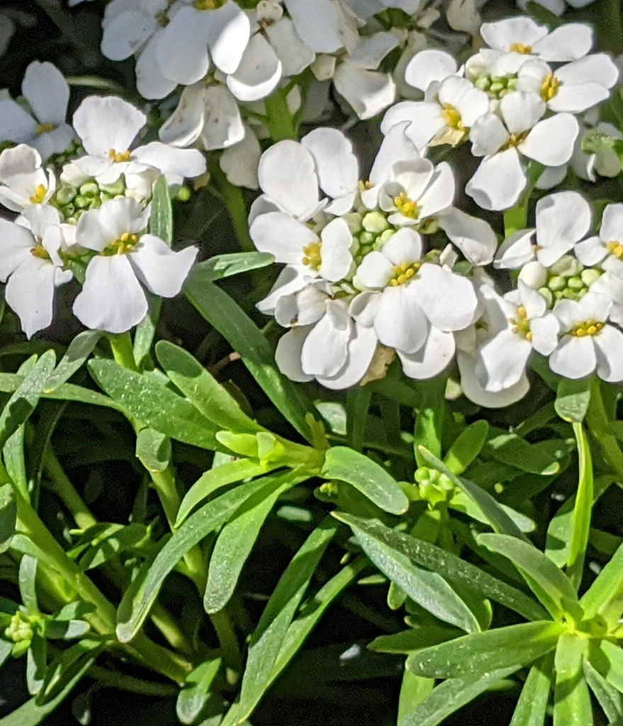 Close-up flowers and foliage