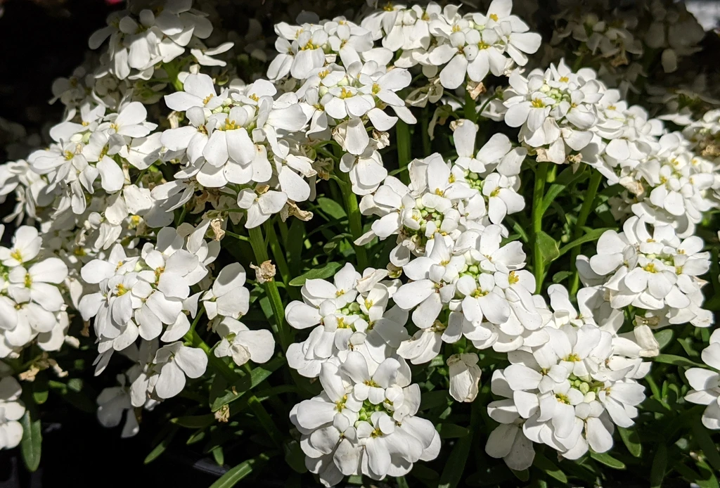 'Snow Cone' Flowers