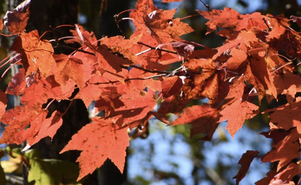 Species reference; does not confirm the named variety. Photograph subject: Acer rubrum