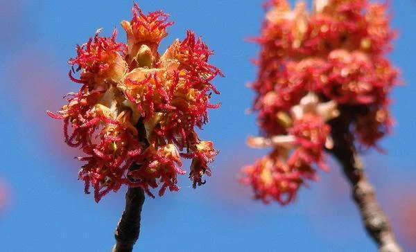 Species reference; does not confirm the named variety. Photograph subject: Acer rubrum