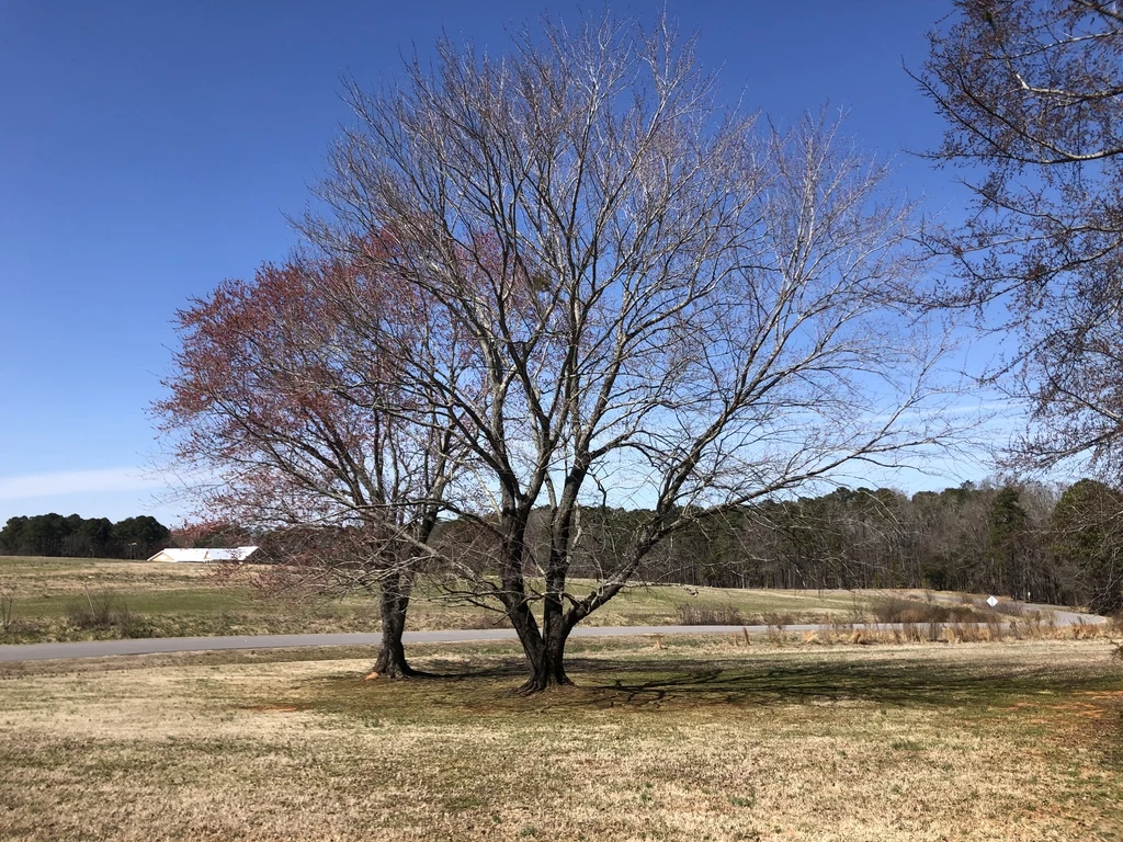 Whole tree — Acer rubrum. Species reference; the photographed specimen does not confirm the named variety. Age, pruning, and site affect its shape.